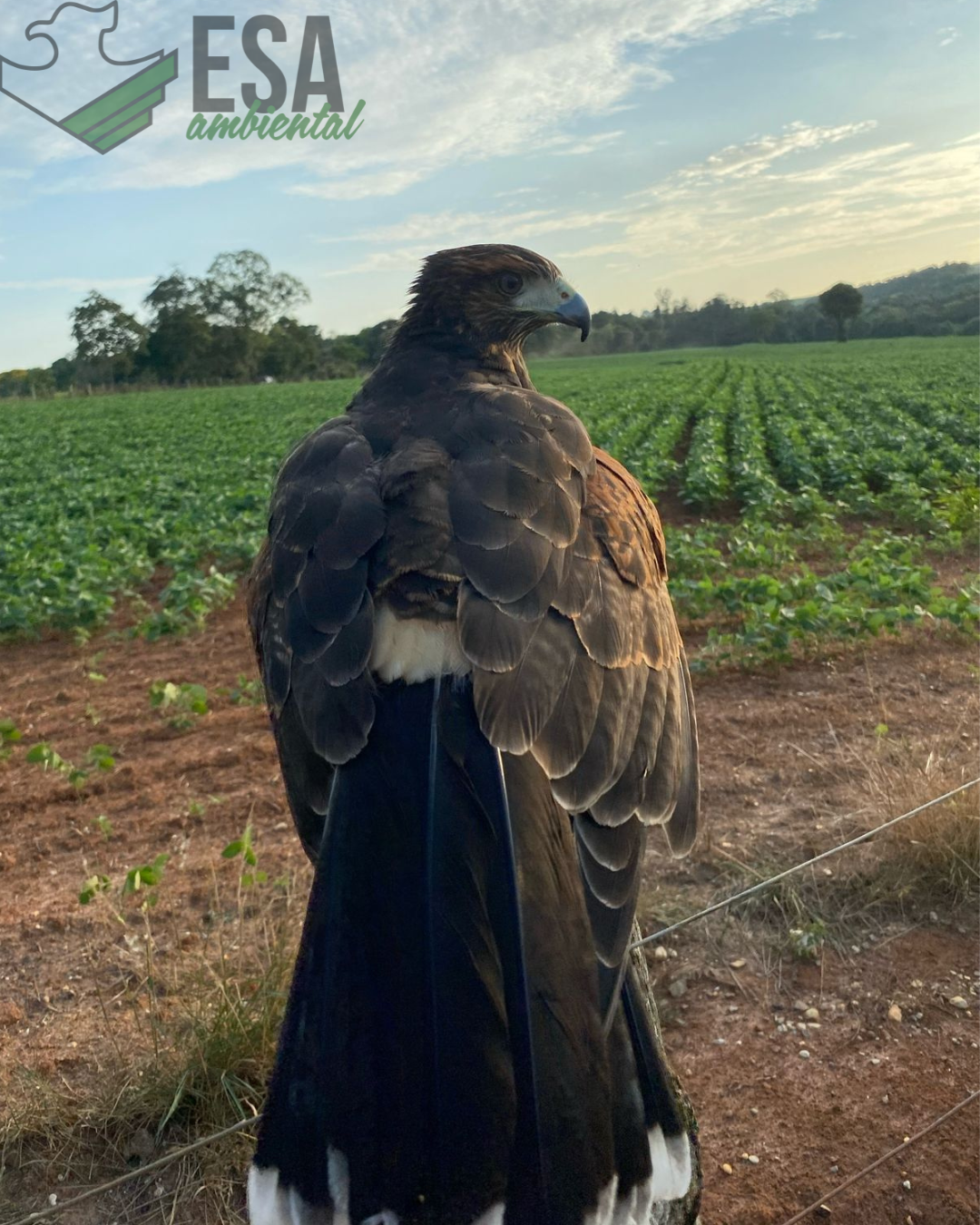 Gavião asa de telha utilizado em controle de pombos 