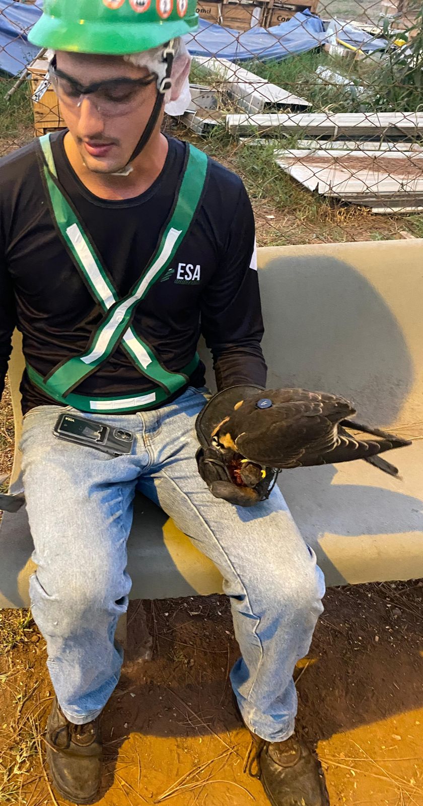 Controle de pombos utilizando técnicas de falcoaria, controle de pombos utilizando falcoaria em industria de processamento de grãos e oleaginosas