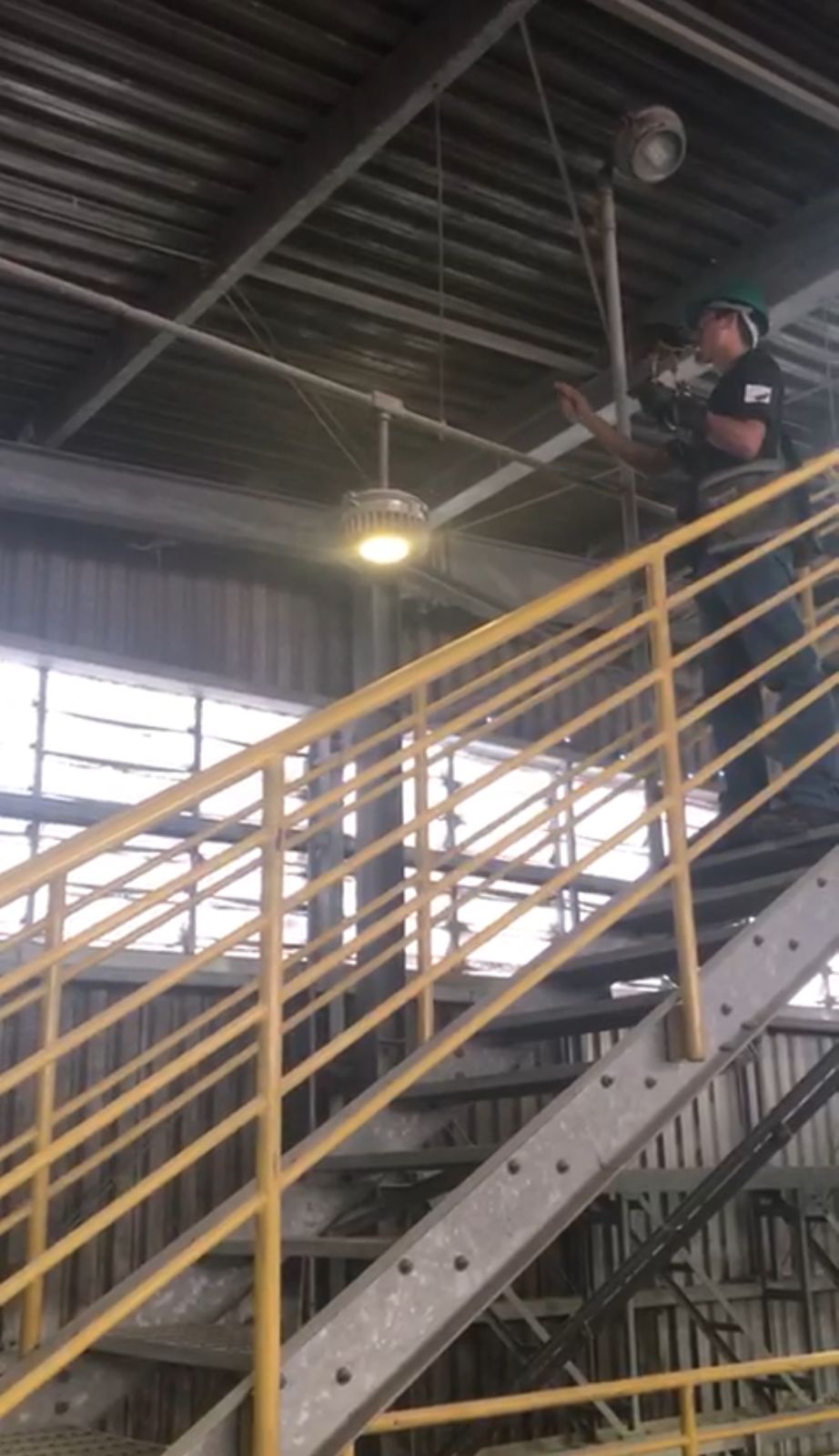 Controle de pombos em galpão de armazenamento de grãos utilizando falcoaria 